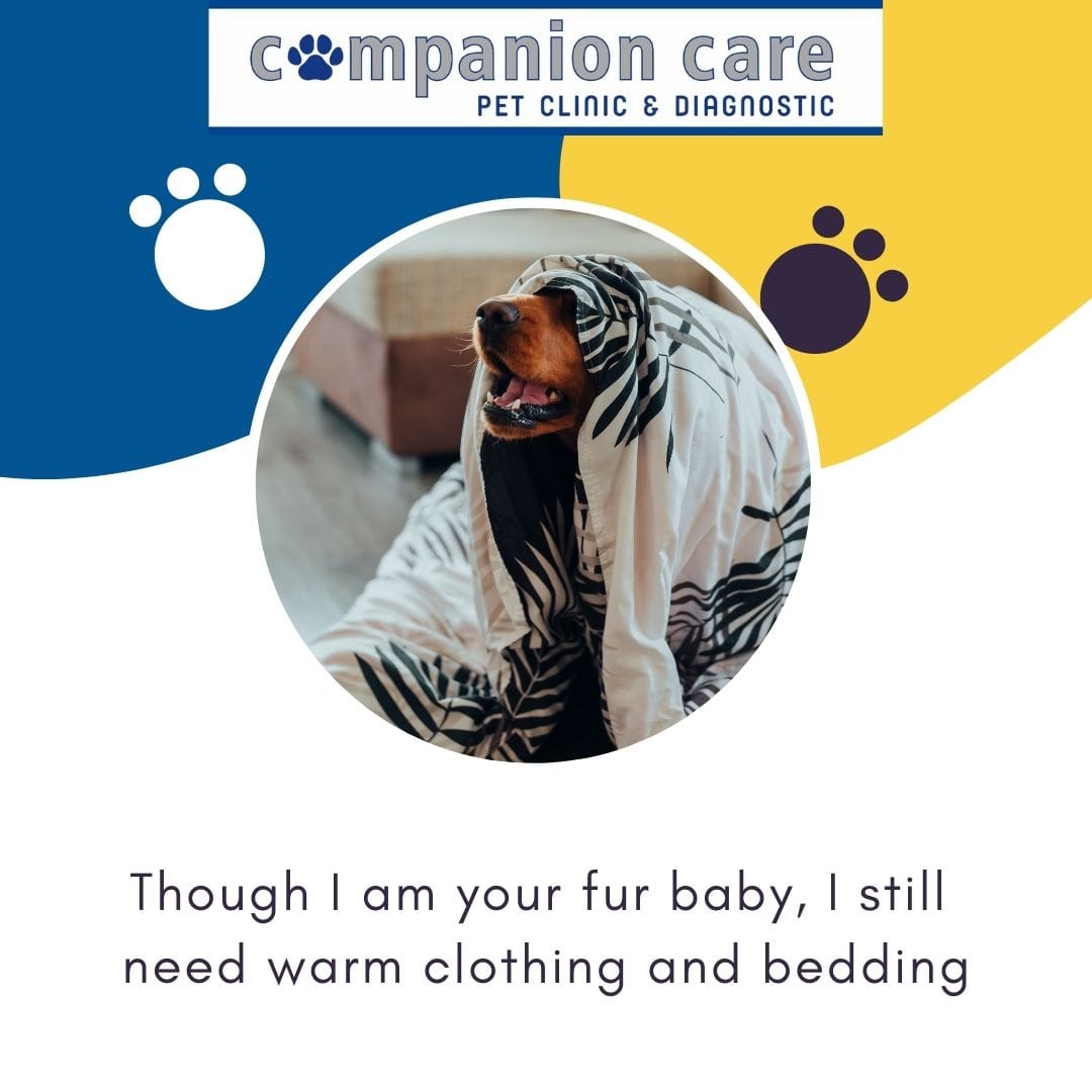 Pet Care Image 9